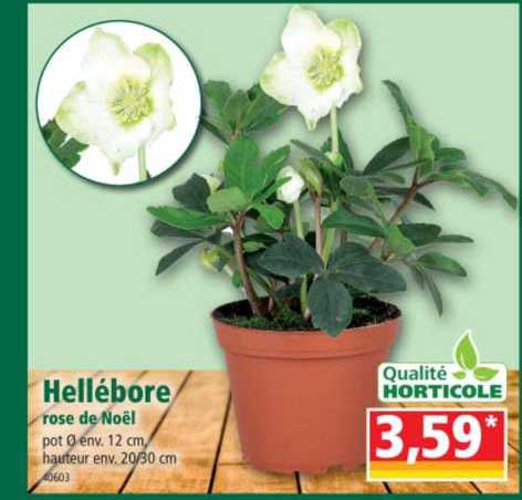 hellébore rose de noël