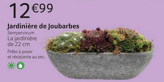 Jardinière De Joubarbes