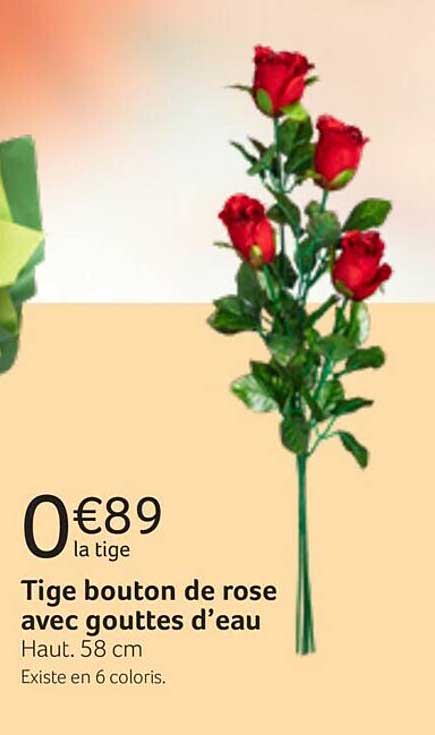 tige bouton de rose avec gouttes d'eau