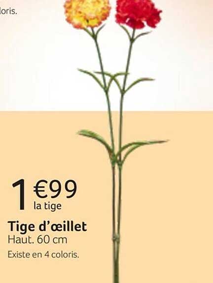 tige d'œillet