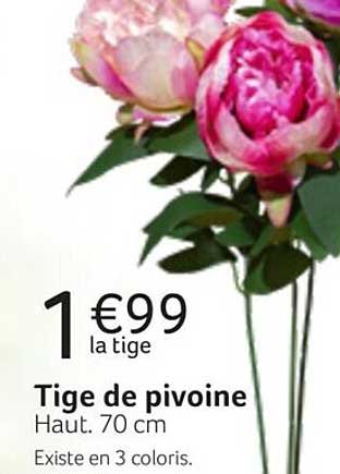 tige de pivoine