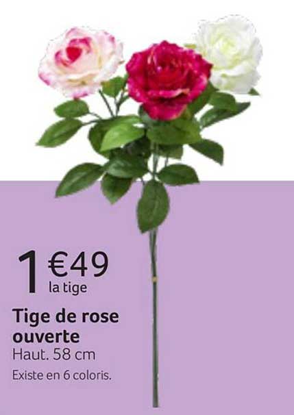 tige de rose ouverte