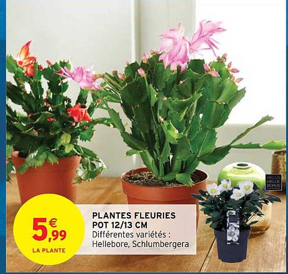 plantes fleuries pot 12-13 cm