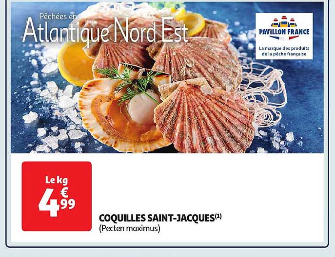 coquilles saint-jacques