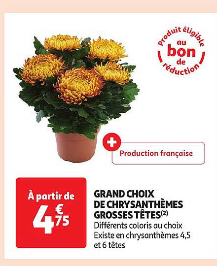grand choix de chrysanthèmes grosses têtes