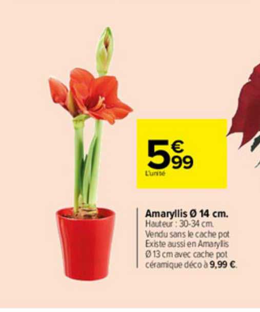 amaryllis 14 cm