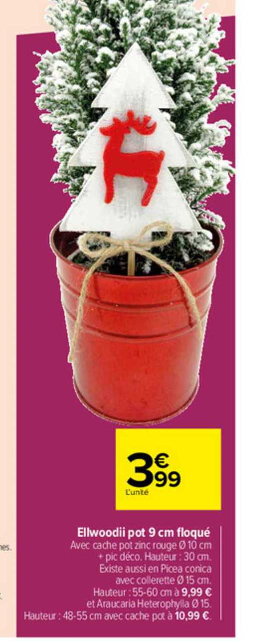 Elwoodii Pot 9 Cm Floqué