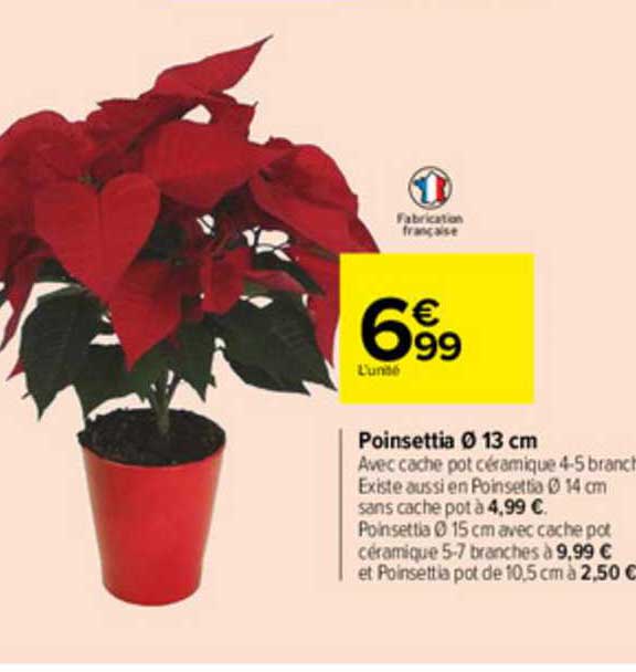 poinsettia 13 cm
