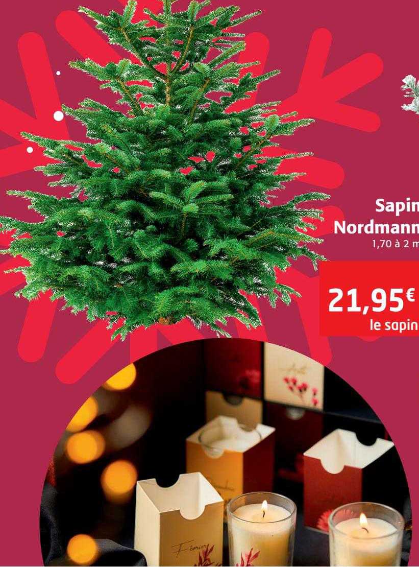 sapin nordmann