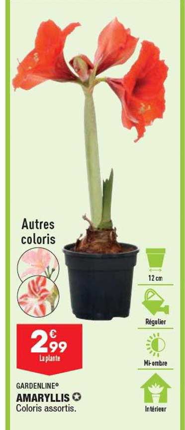 Amaryllis Gardenline