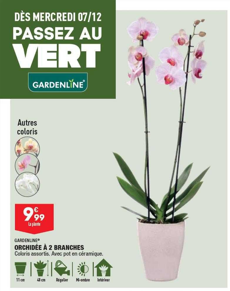 Orchidée à 2 Branches Gardenline