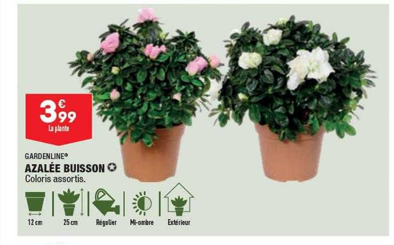 Azalée Buisson Gardenline
