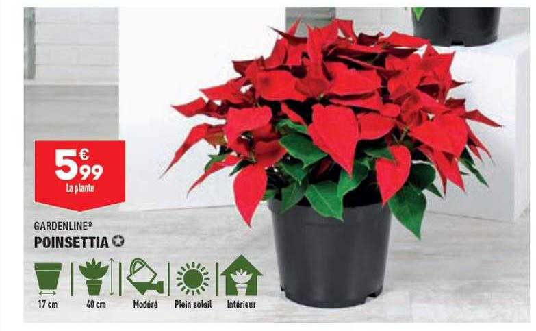 poinsettia gardenline