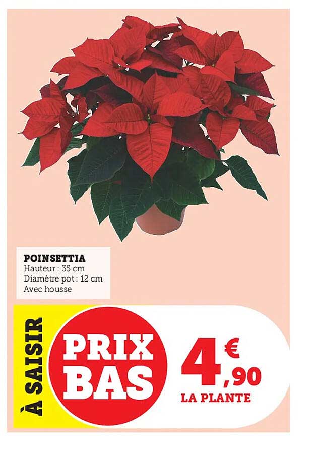 poinsettia
