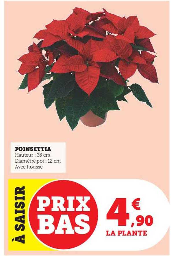poinsettia