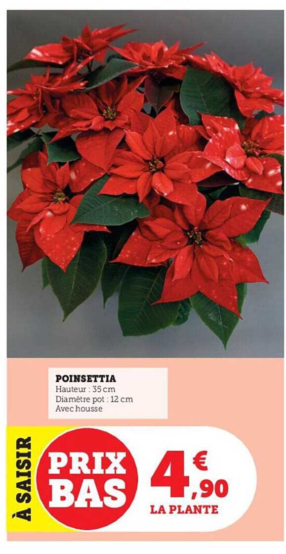 Poinsettia