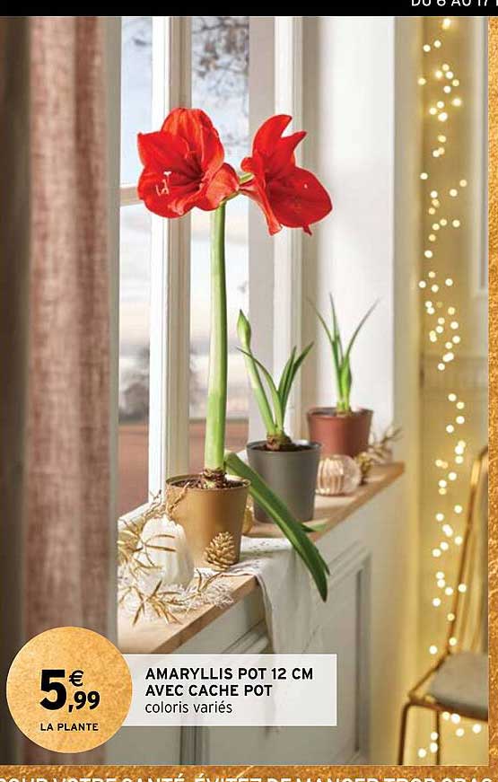 amaryllis pot 12 cm avec cache pot