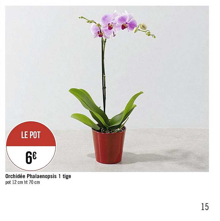 orchidée phalaenopsis 1 tige