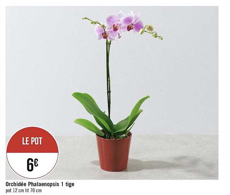 orchidée phalaenopsis 1 tige