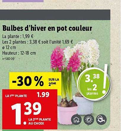 bulbes d'hiver en pot couleur