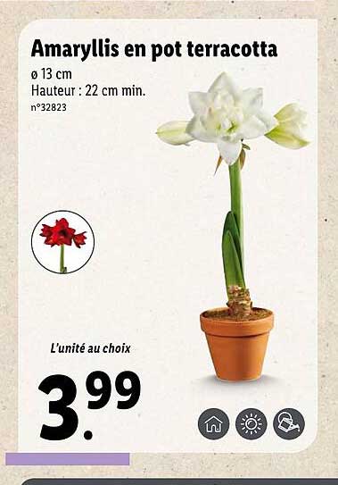 Amaryllis En Pot Terracotta