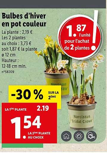 bulbes d'hiver en pot couleur