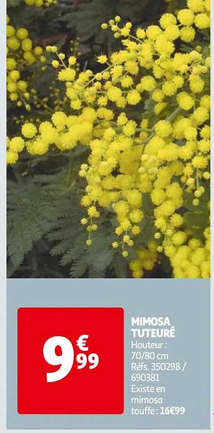 mimosa tuteuré