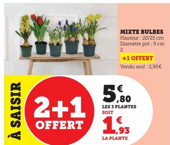 Mixte Bulbes 2+1 Offert