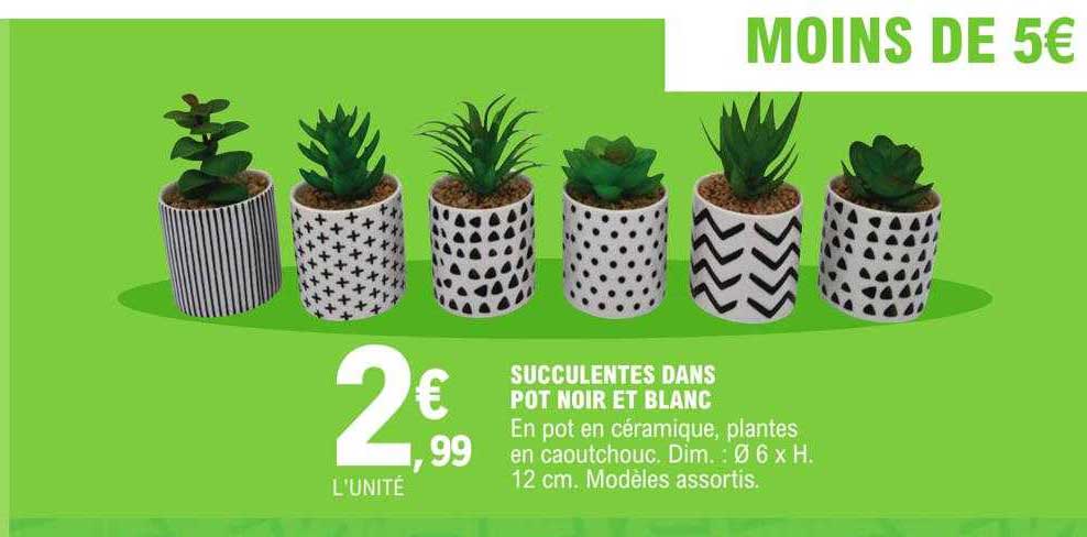 succulentes dans pot noir et blanc