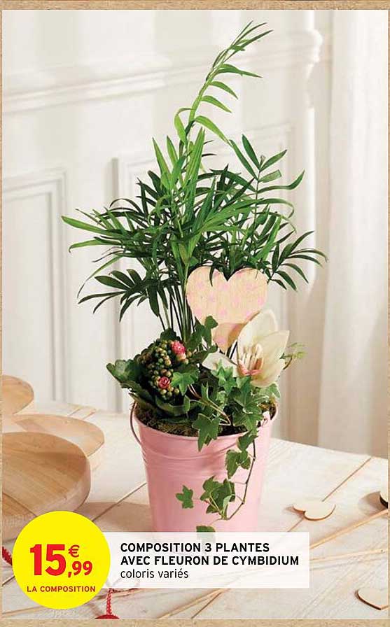 composition 3 plantes avec fleuron de cymbidium