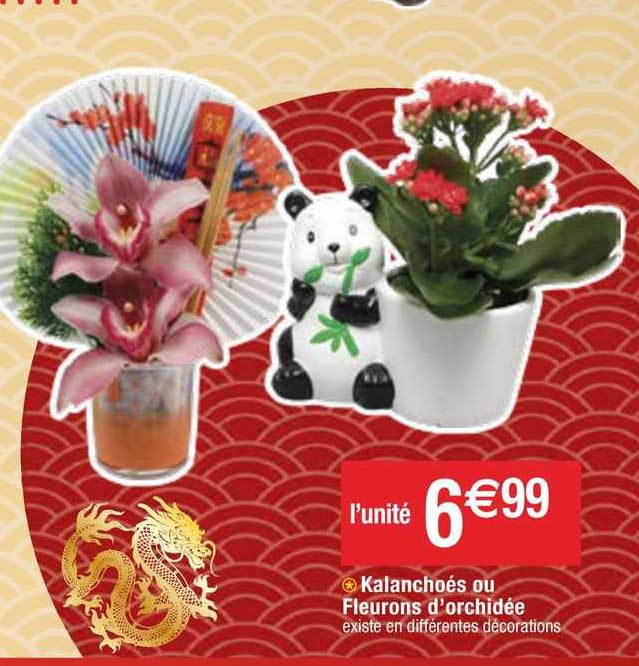 kalanchoés ou fleurons d'orchidée