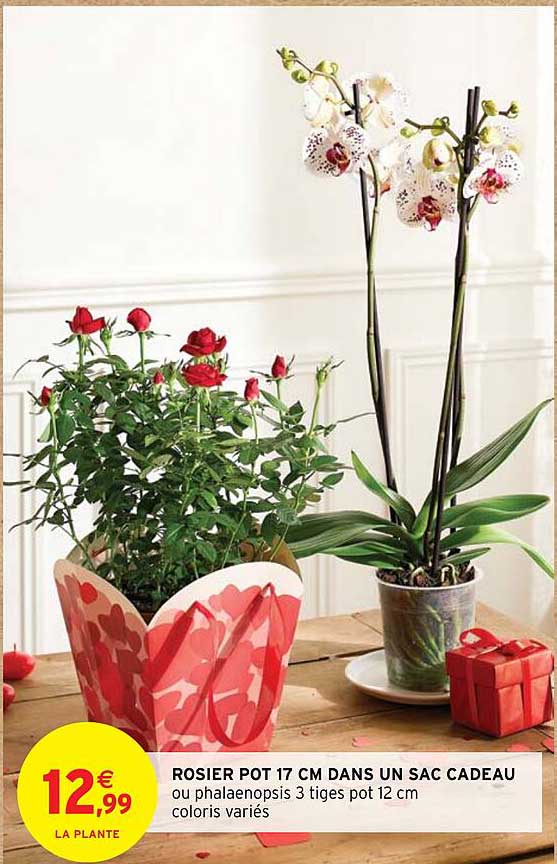 rosier pot 17 cm dans un sac cadeau