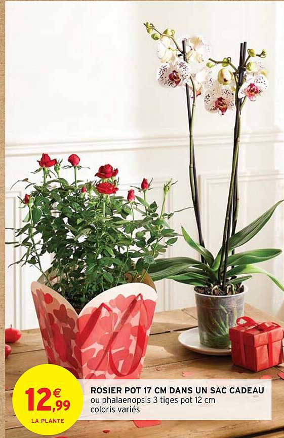 rosier pot 17 cm dans un sac cadeau