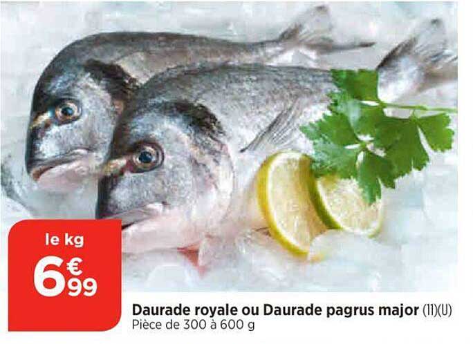 daurade royale ou daurade pagrus major