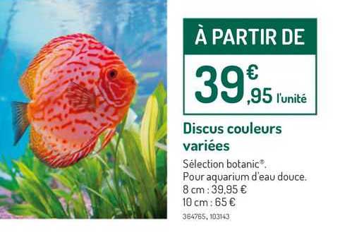 Discus Couleurs Variés