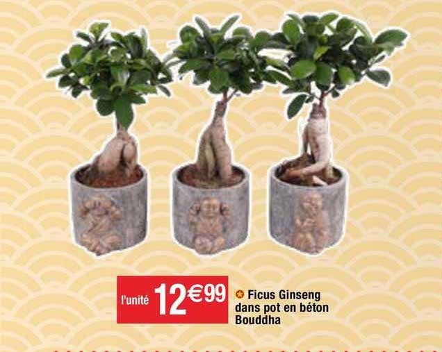 Ficus Ginseng Dans Pot En Béton Bouddha