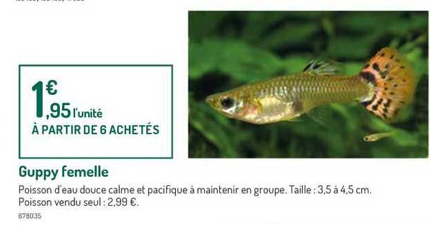 guppy femelle