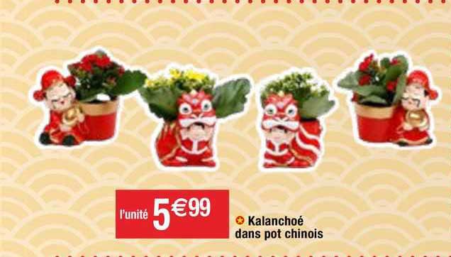 kalanchoé dans pot chinois