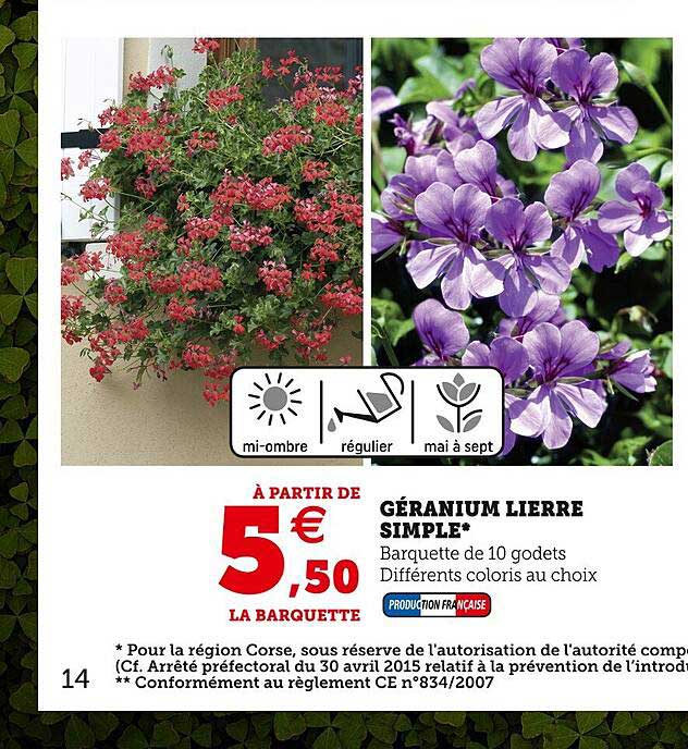 géranium lierre simple