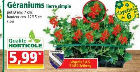 géraniums lierre simple