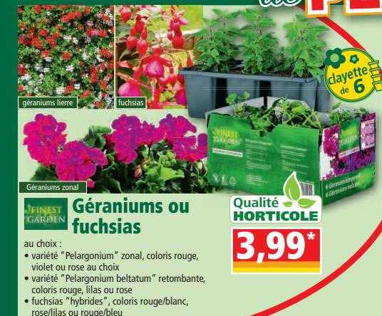 géraniums ou fuchsias finest garden