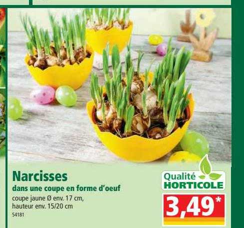 narcisses dans une coupe en forme d'œuf