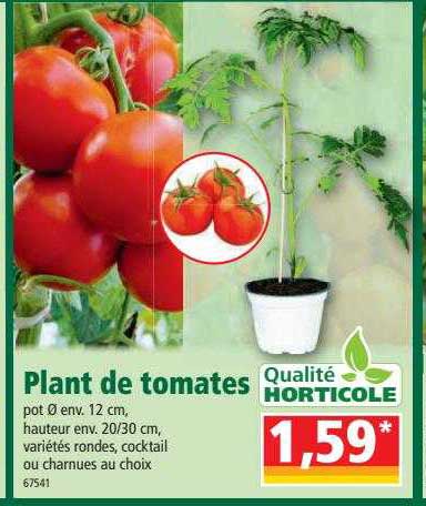 plant de tomates