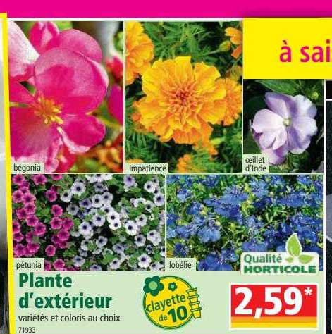 plante d'extérieur