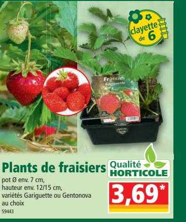 plants de fraisiers