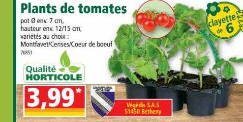 plants de tomates