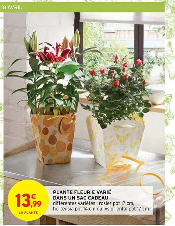 plante fleurie varié dans un sac cadeau