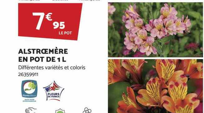 alstroemère en pot de 1l