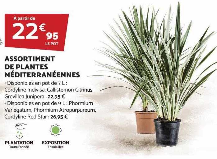 assortiment de plantes méditerranéennes