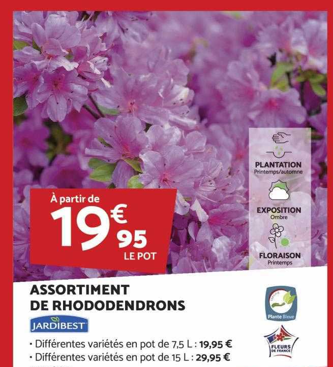 assortiment de rhododendrons jardibest
